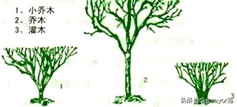 喬木 灌木 定義
